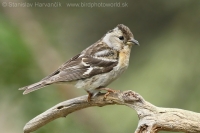 Pinka severská - Fringilla montifringilla - Brambling