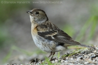 Pinka severská - Fringilla montifringilla - Brambling