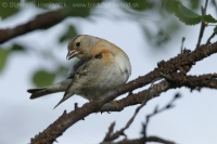 Pinka severská - Fringilla montifringilla - Brambling