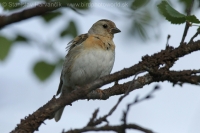 Pinka severská - Fringilla montifringilla - Brambling