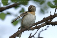 Pinka severská - Fringilla montifringilla - Brambling