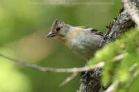 Pinka severská - Fringilla montifringilla - Brambling