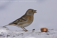Pinka severská - Fringilla montifringilla - Brambling