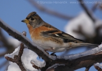 Pinka severská - Fringilla montifringilla - Brambling