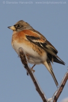 Pinka severská - Fringilla montifringilla - Brambling