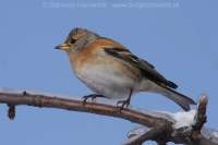 Pinka severská - Fringilla montifringilla - Brambling