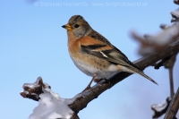 Pinka severská - Fringilla montifringilla - Brambling