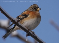 Pinka severská - Fringilla montifringilla - Brambling