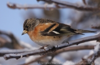 Pinka severská - Fringilla montifringilla - Brambling