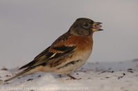 Pinka severská - Fringilla montifringilla - Brambling