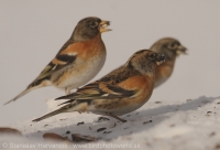 Pinka severská - Fringilla montifringilla - Brambling