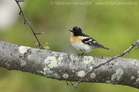 Pinka severská - Fringilla montifringilla - Brambling