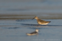 Pobrežník krivozobý - Calidris ferruginea - Curlew Sandpiper