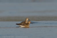 Pobrežník obyčajný a Pobrežník krivozobý - Calidris alpina and Calidris ferruginea - Dunlin and Curlew Sandpiper