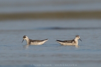 Lyskonoh úzkozobý - Phalaropus lobatus - Red-necked Phalarope