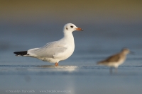 Čajka smejivá - Chroicocephalus ridibundus - Black-headed Gull