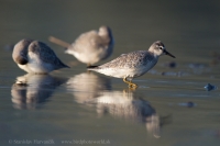 Pobrežník hrdzavý - Calidris canutus - Red Knot