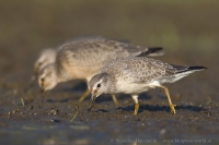 Pobrežník hrdzavý - Calidris canutus - Red Knot
