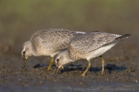 Pobrežník hrdzavý - Calidris canutus - Red Knot