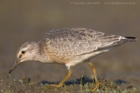 Pobrežník hrdzavý - Calidris canutus - Red Knot