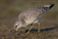 Pobrežník hrdzavý - Calidris canutus - Red Knot