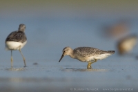 Pobrežník hrdzavý - Calidris canutus - Red Knot