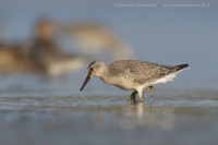 Pobrežník hrdzavý - Calidris canutus - Red Knot