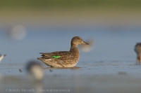 Kačica chrapka - Anas crecca - Eurasian Teal