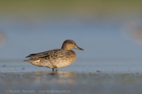 Kačica chrapka - Anas crecca - Eurasian Teal