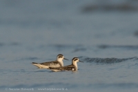 Lyskonoh úzkozobý - Phalaropus lobatus - Red-necked Phalarope