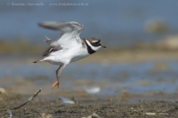 Kulík piesočný - Charadrius hiaticula - Common Ringed Plover