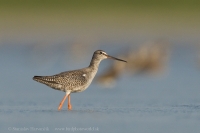 Kalužiak tmavý - Tringa erythropus - Spotted Redshank