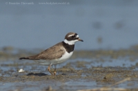 Kulík piesočný - Charadrius hiaticula - Common Ringed Plover