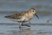 Pobrežník obyčajný - Calidris alpina - Dunlin