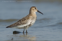 Pobrežník obyčajný - Calidris alpina - Dunlin