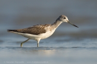 Kalužiak sivý -Tringa nebularia - Common Greenshank