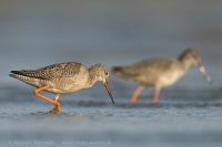 Kalužiak tmavý - Tringa erythropus - Spotted Redshank