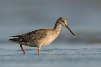 Kalužiak tmavý - Tringa erythropus - Spotted Redshank