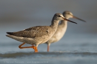 Kalužiak tmavý - Tringa erythropus - Spotted Redshank
