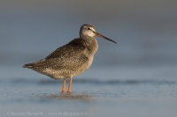 Kalužiak tmavý - Tringa erythropus - Spotted Redshank