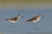 Kalužiak močiarny - Tringa glareola - Wood Sandpiper