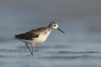 Kalužiak štíhly - Tringa stagnatilis - Marsh Sandpiper