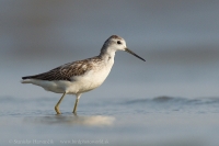 Kalužiak štíhly - Tringa stagnatilis - Marsh Sandpiper