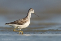 Kalužiak štíhly - Tringa stagnatilis - Marsh Sandpiper
