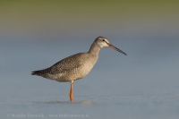 Kalužiak tmavý - Tringa erythropus - Spotted Redshank