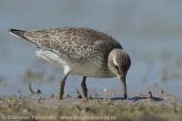 Pobrežník hrdzavý - Calidris canutus - Red Knot