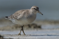 Pobrežník hrdzavý - Calidris canutus - Red Knot