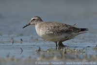 Pobrežník hrdzavý - Calidris canutus - Red Knot