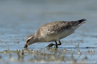 Pobrežník hrdzavý - Calidris canutus - Red Knot