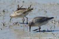 Pobrežník hrdzavý - Calidris canutus - Red Knot